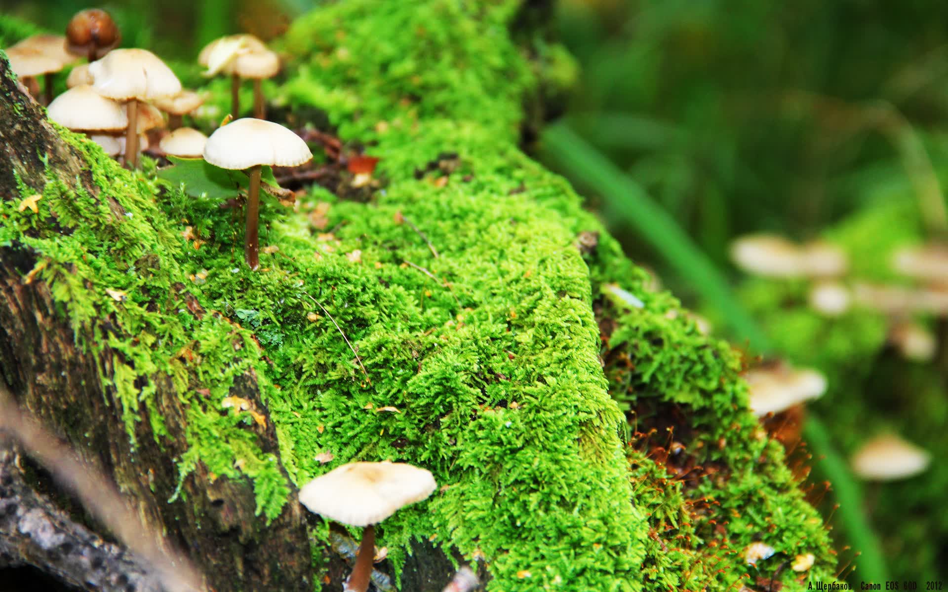世界网球青少年巡回：新秀展现大师风范，网球青少年世界排名
